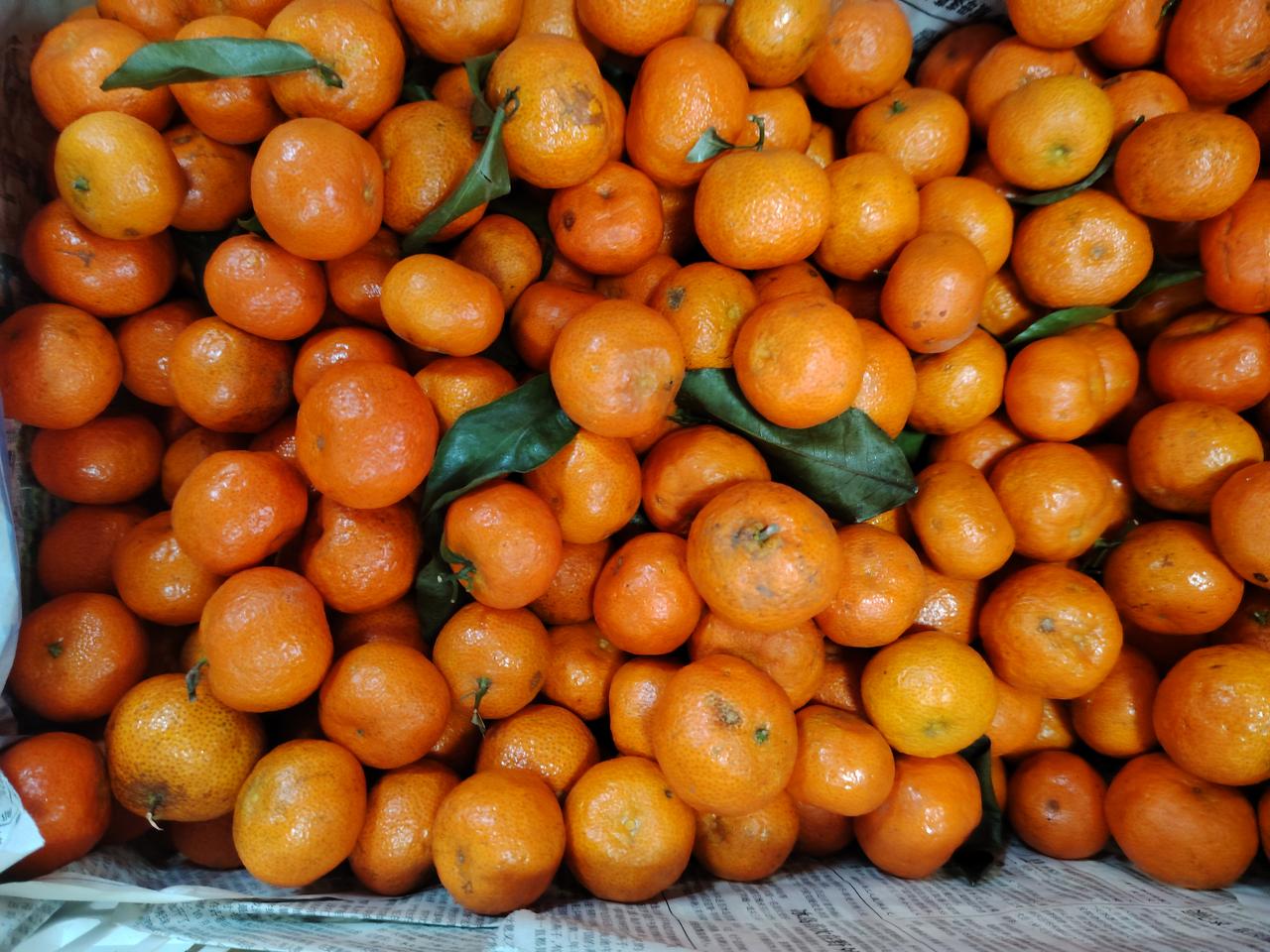 新鲜采摘的橘子，色泽诱人，口感酸甜，快来一起享受吧！🍊😋