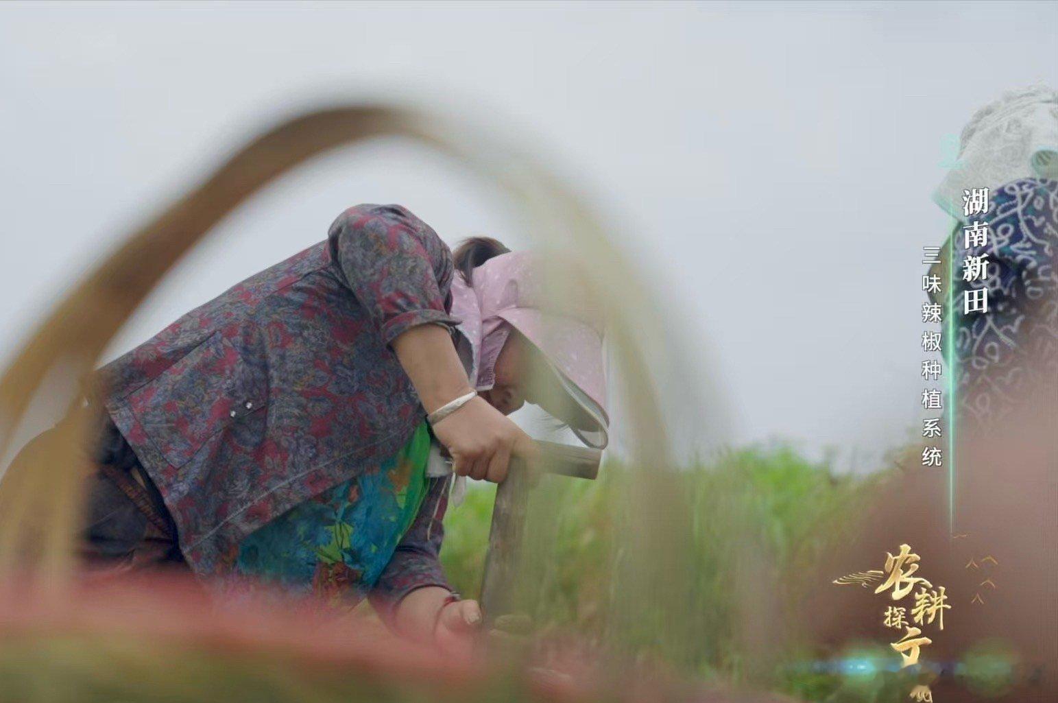 哇塞！在田螺里种出辣椒，这简直是农业界的“奇思妙想大冒险”！新田的这波操作太绝啦