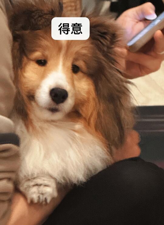 西雅图当地较为面善小狗
