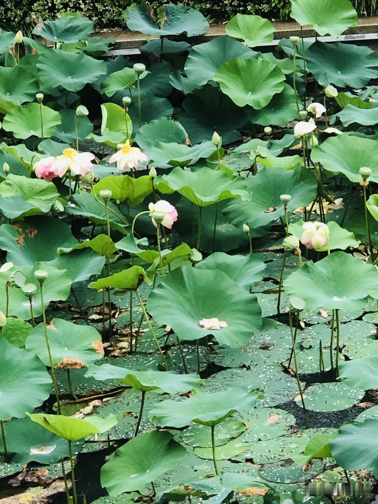 下雨天逛公园，荷花池整片荷塘格外清爽。满池青翠荷叶铺满水面，水珠滚来滚去亮晶晶，