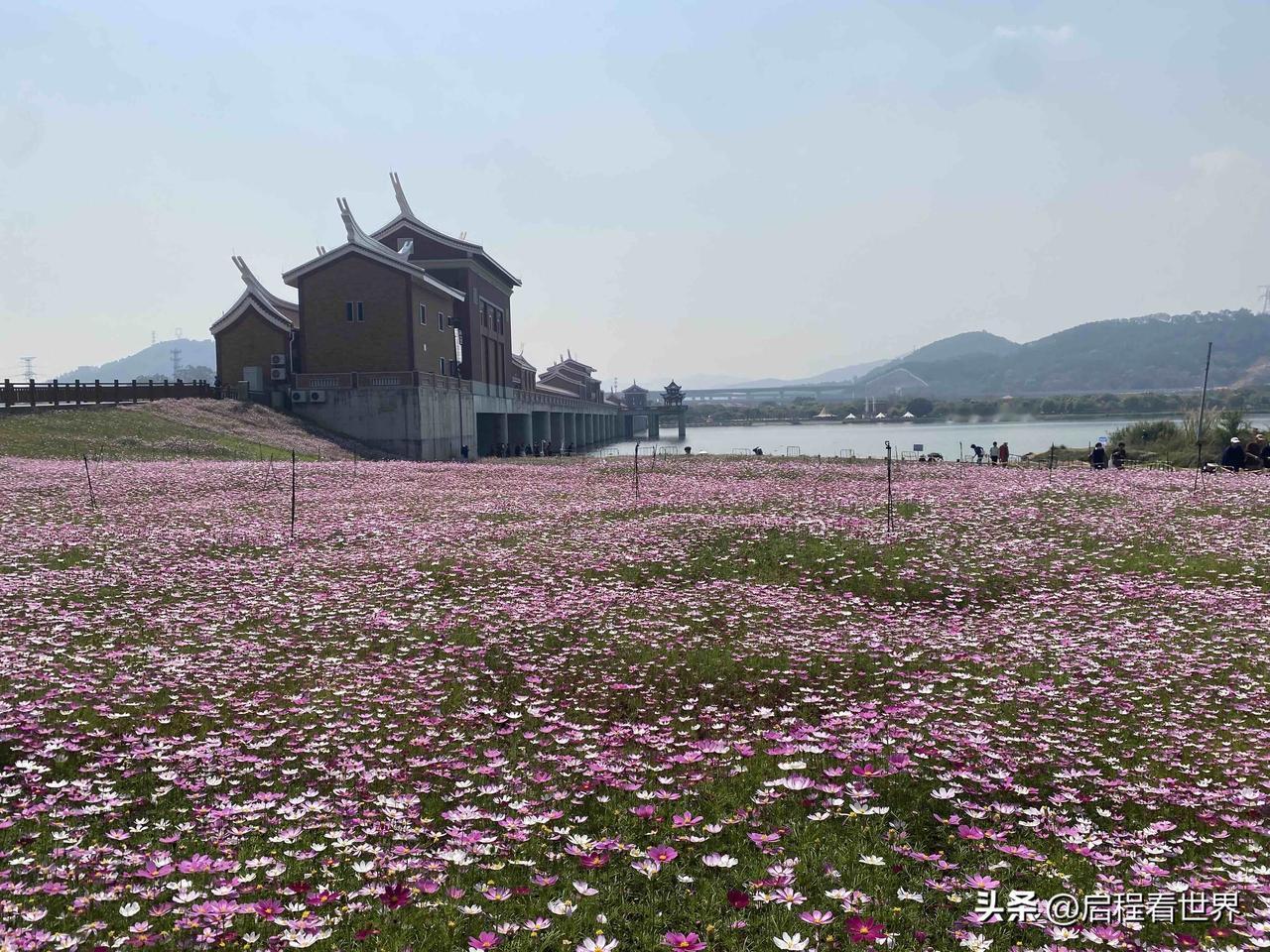 前不久去到福建漳州龙江颂景区转了一圈。
不用远赴西藏，就能邂逅一大片格桑花海。粉