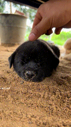 唉，
春困，夏倦，
秋乏，冬眠！
但凡我要是睁一下眼，
就算我输！
真是太困了，