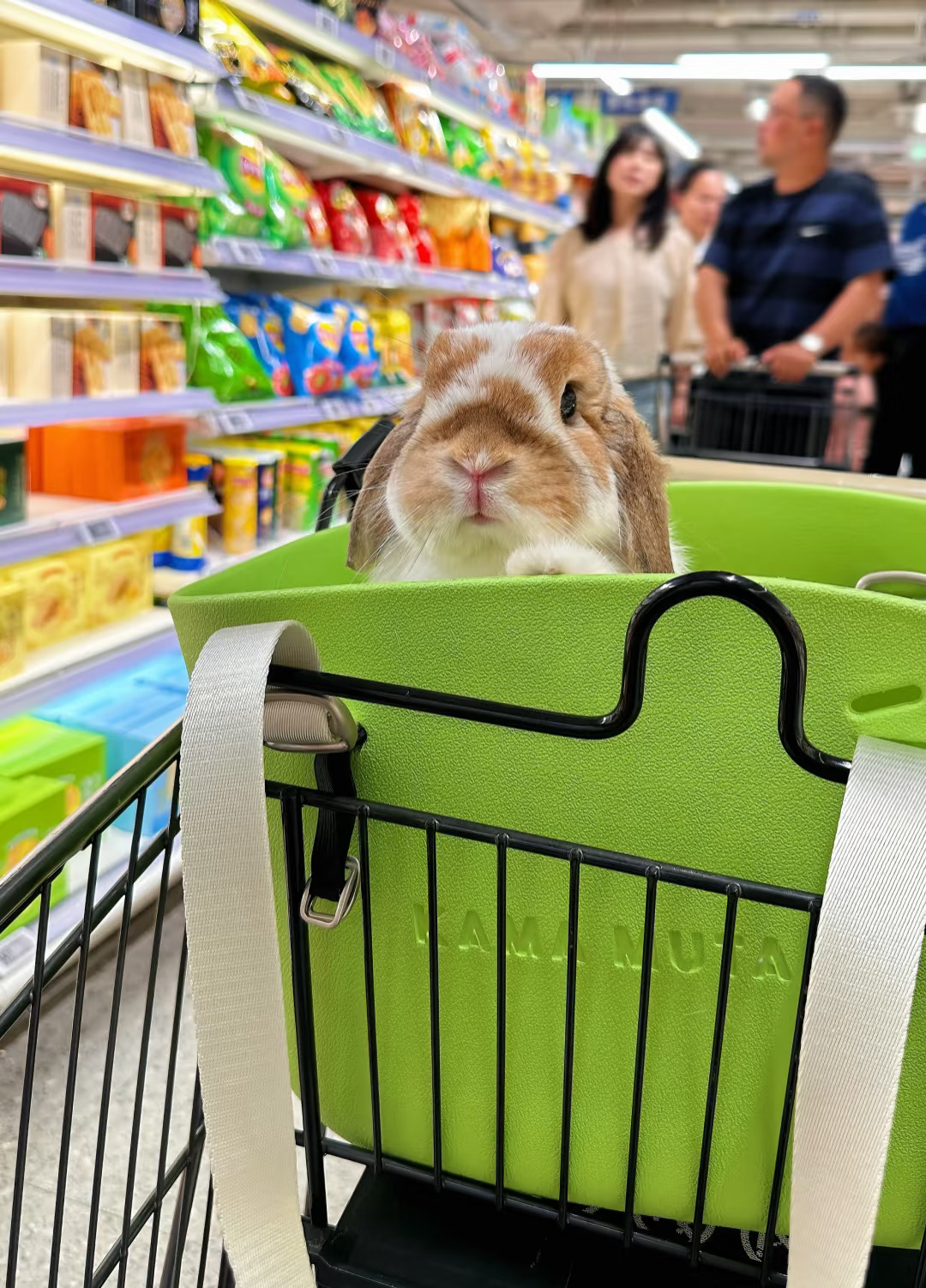 ✨爱逛超市的【社牛小兔】🐰