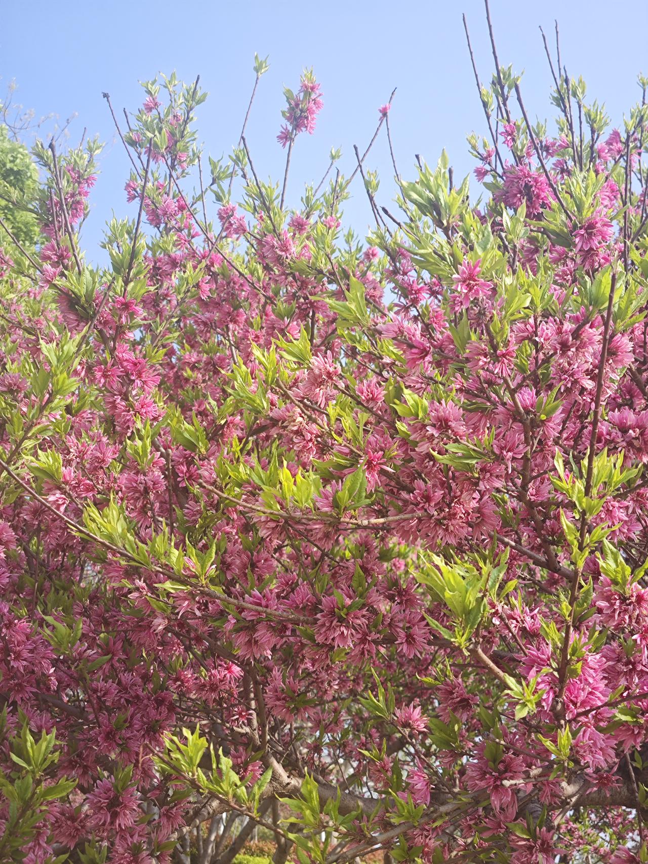 清晨的风带着微凉，唤醒沉睡的身心。
每日晨起，骑车环绕湖边而行，看晨光洒在水面，