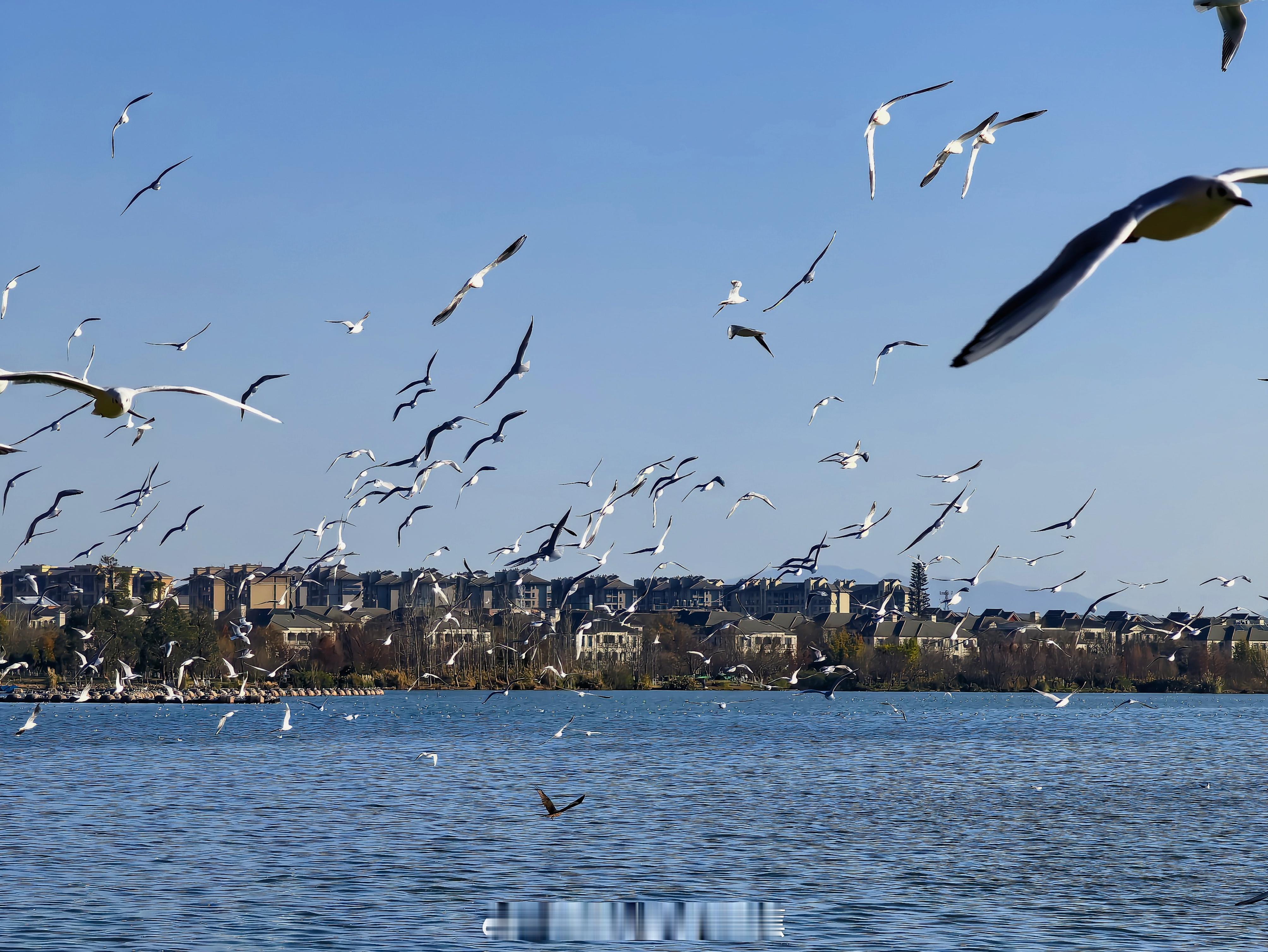 全国都在经历寒潮来袭的时候，昆明依旧蓝天白云晴空万里，太适合春节期间出行游玩了～