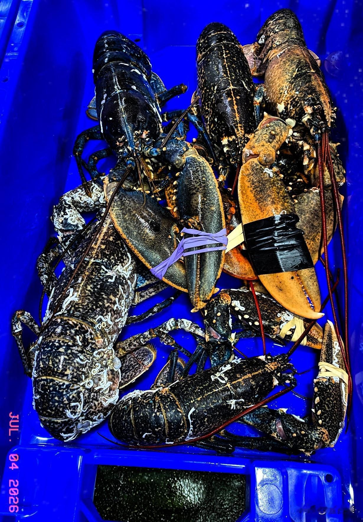 今天女儿请几个朋友来家做客，我一大早就去欧洲最大的海鲜市场买了北海大虾等，再加上