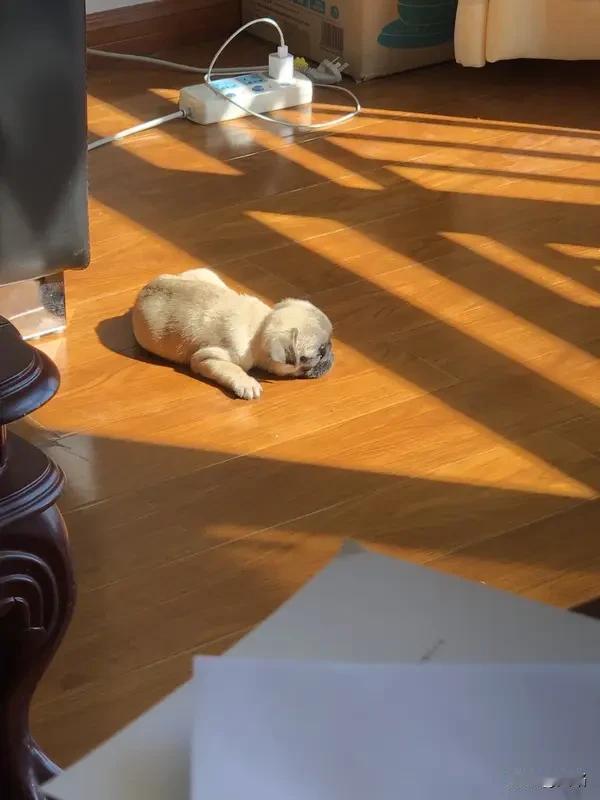 “初一早，初二早，初三睡到饱”，老祖宗的话真是太有道理了。大年初三又叫赤狗日，传