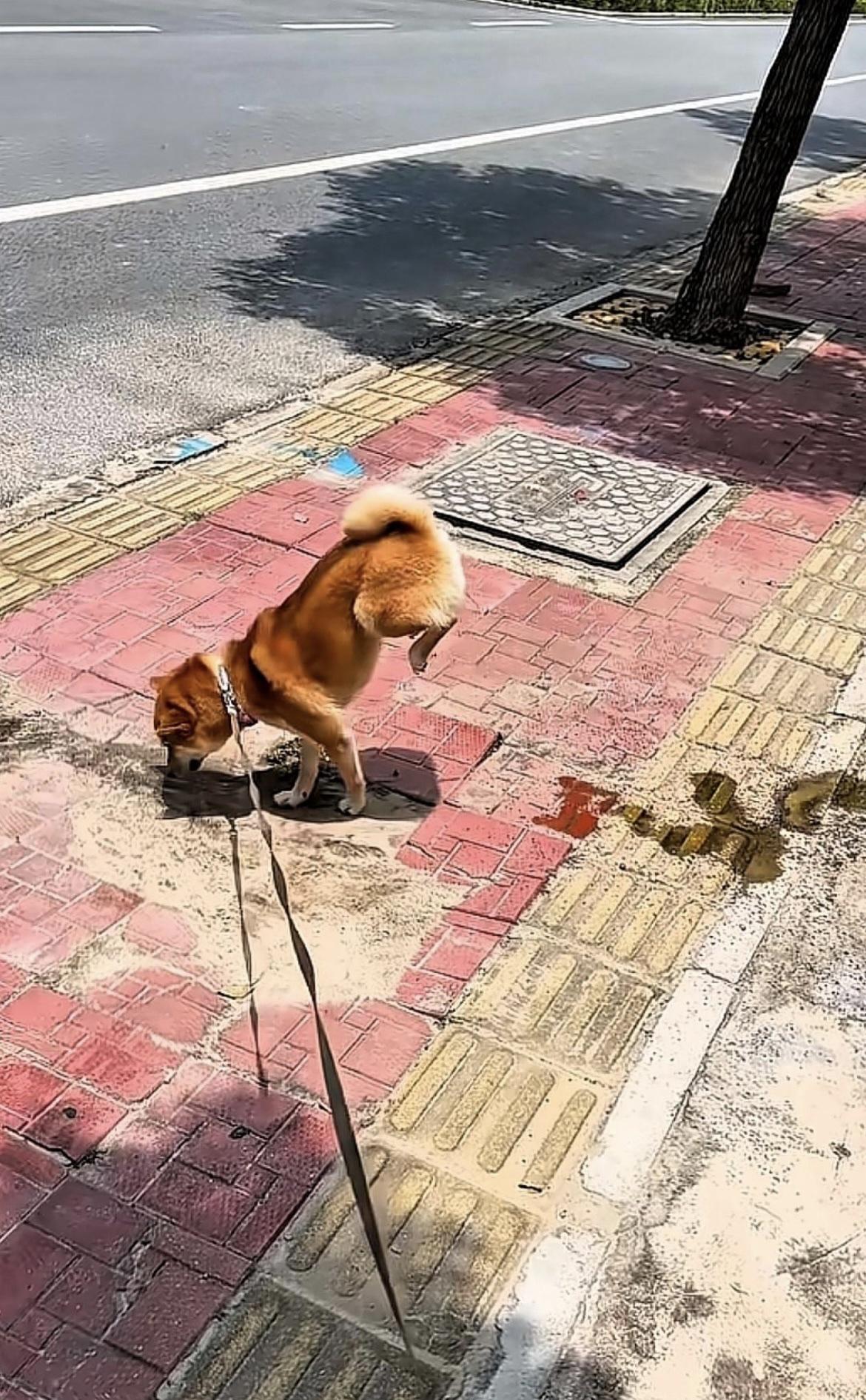 分享我这周有趣的事：路上看到这狗撒尿，这是成精了吧[泪奔]