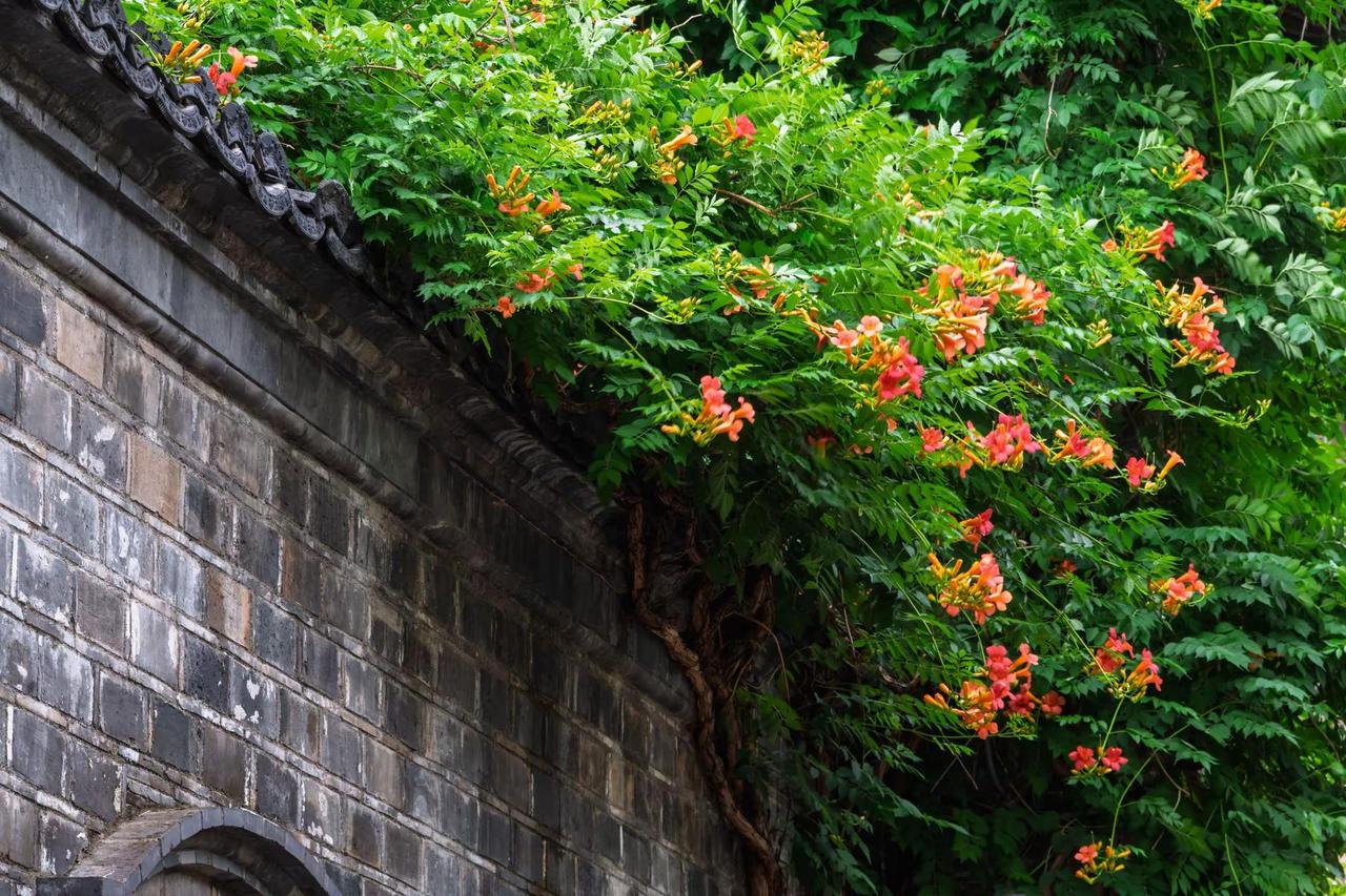 南京芥子园。南京芥子园诗意的园林 邂逅江南园林的诗意 古建筑与花的碰撞 古建繁花