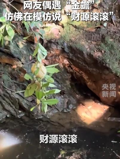 “太不可思议了！”山东，一女子在溪水边游玩，发现河边石块上趴着一只“金蟾”，女子