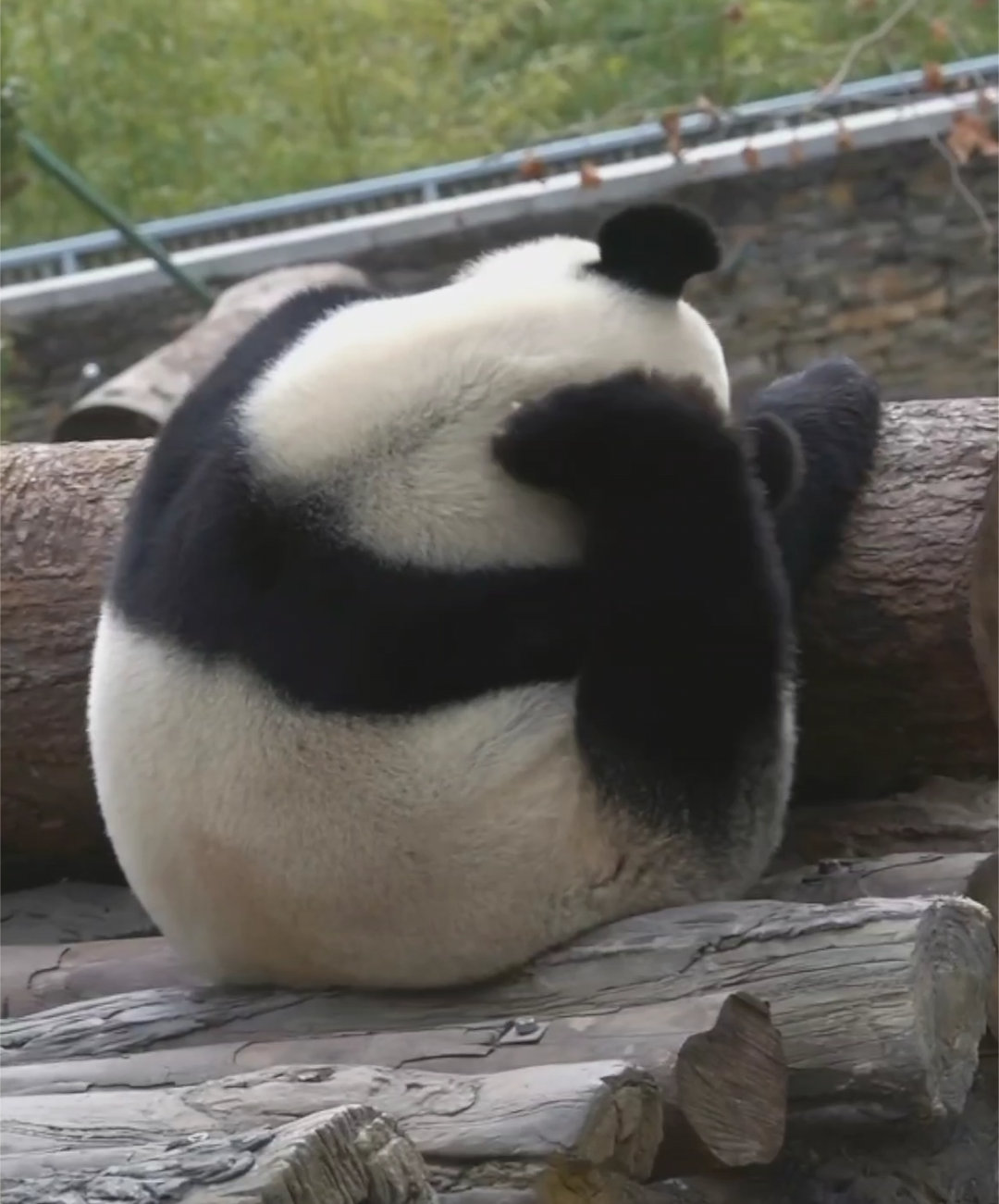 大熊猫怡畅，就是一个胖球球在挠痒痒～🐼 