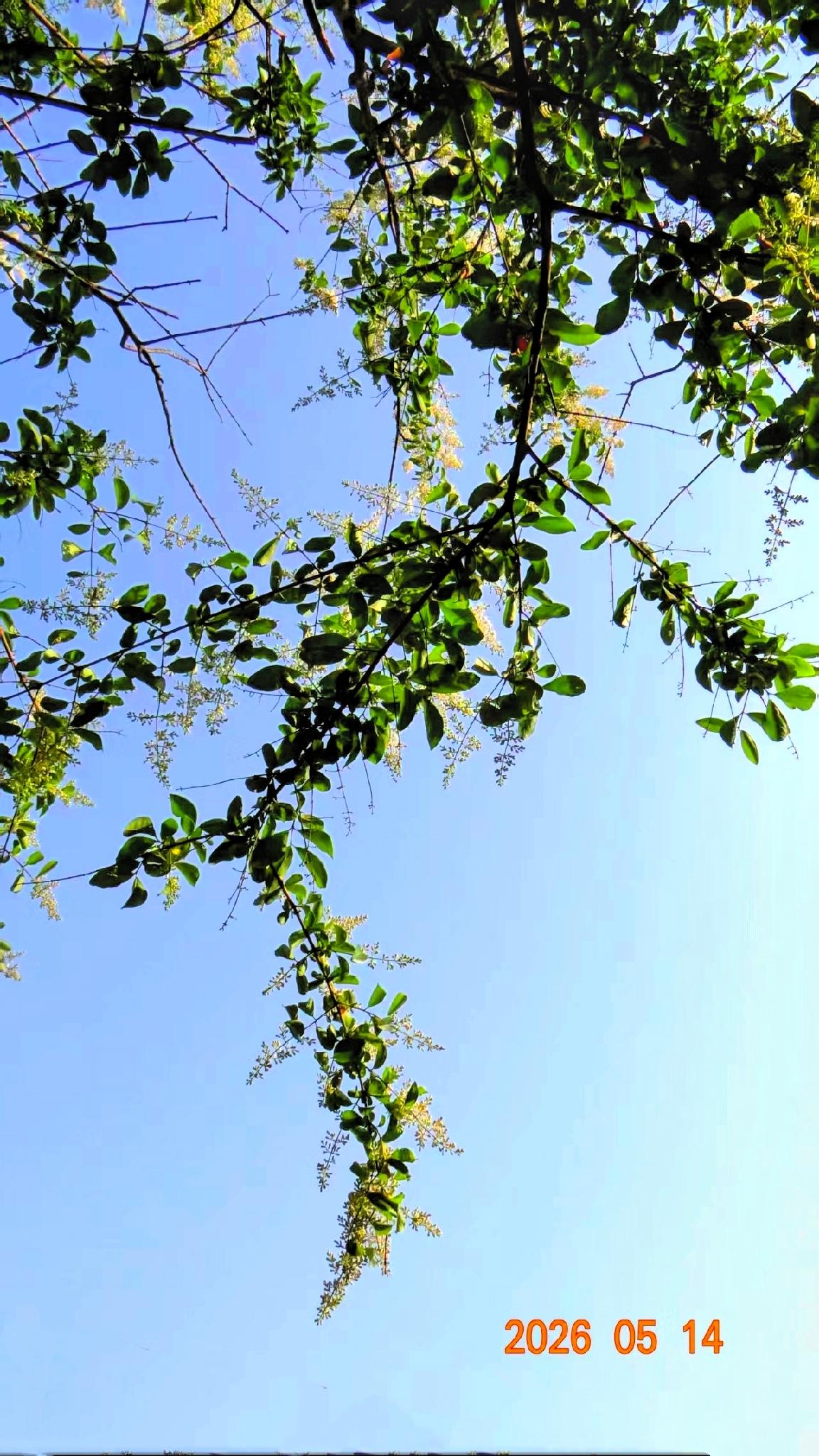 花静沾朝露，夏韵满清晨。