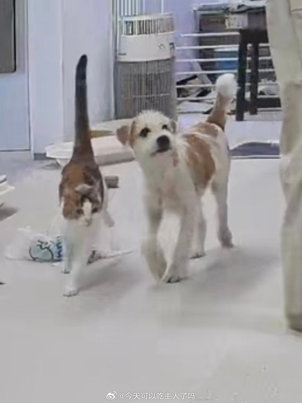 这个小咪有多小 ​​​