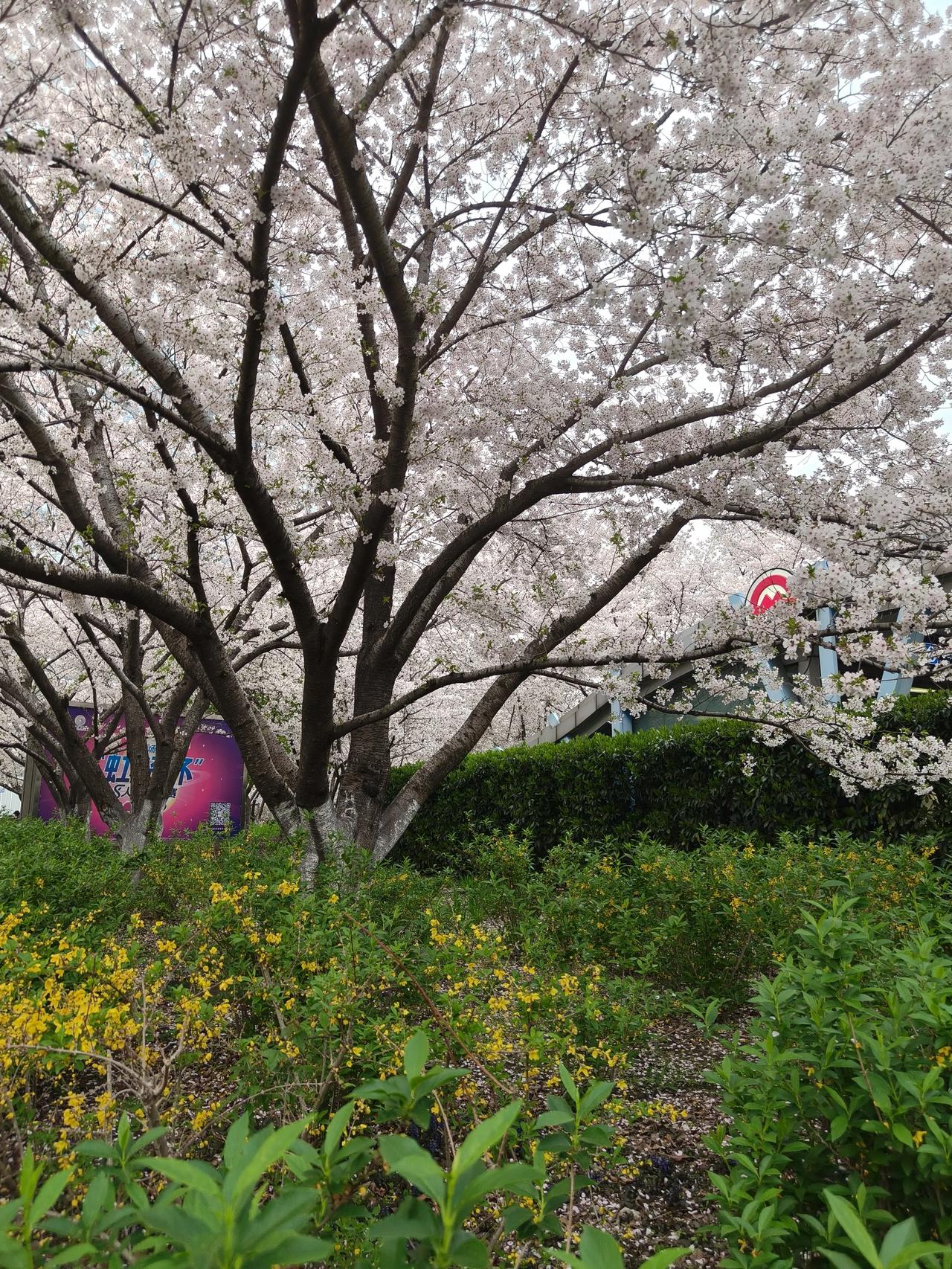 鲁迅公园走一圈，最美地铁站也到了！
人太多没逗留，拍了几张照片就走了…🌸🌸?