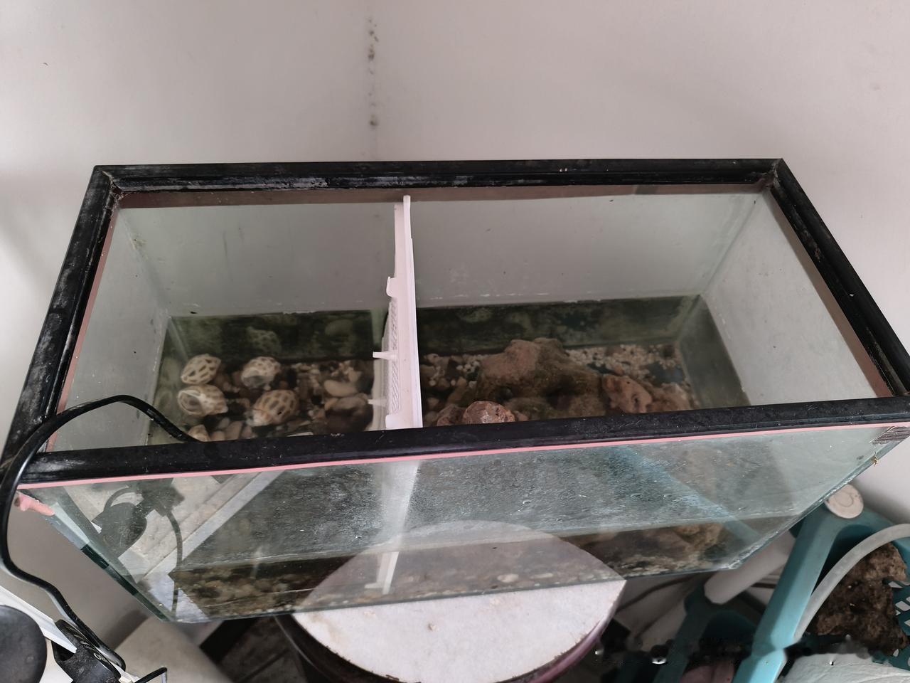 我家小鱼缸里，前几天养了一只龙虾，由于担心它孤独，好意又逮了一只给它作伴，结果是