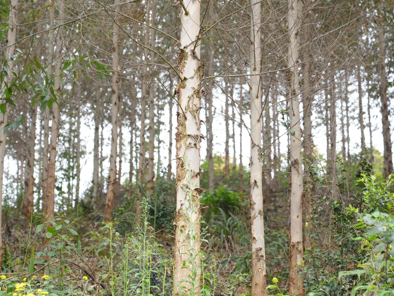 清明寄哀思 防火守青山
    又到清明，山风裹着草木的清香，漫过这片熟悉的桉树