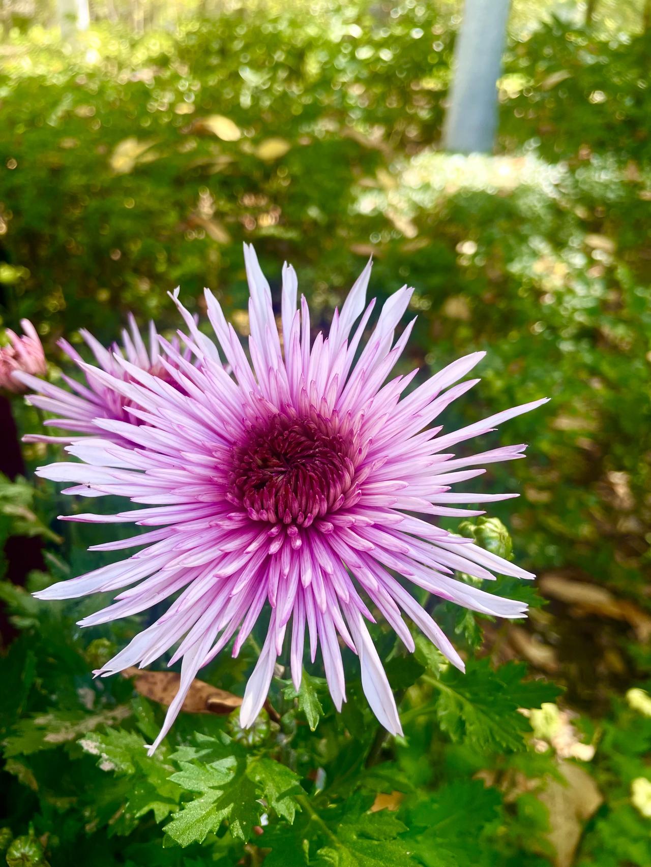 为什么我特别有摄影天赋？看看我随便拍的菊花就知道了。
今天中午，吃过午饭去门口植