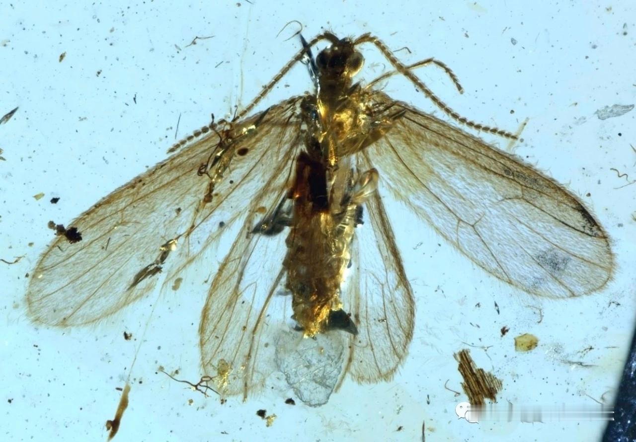 【大自然留给我们的时间胶囊，让我们看到一亿年前的世界~】在很多人眼中，琥珀是一种