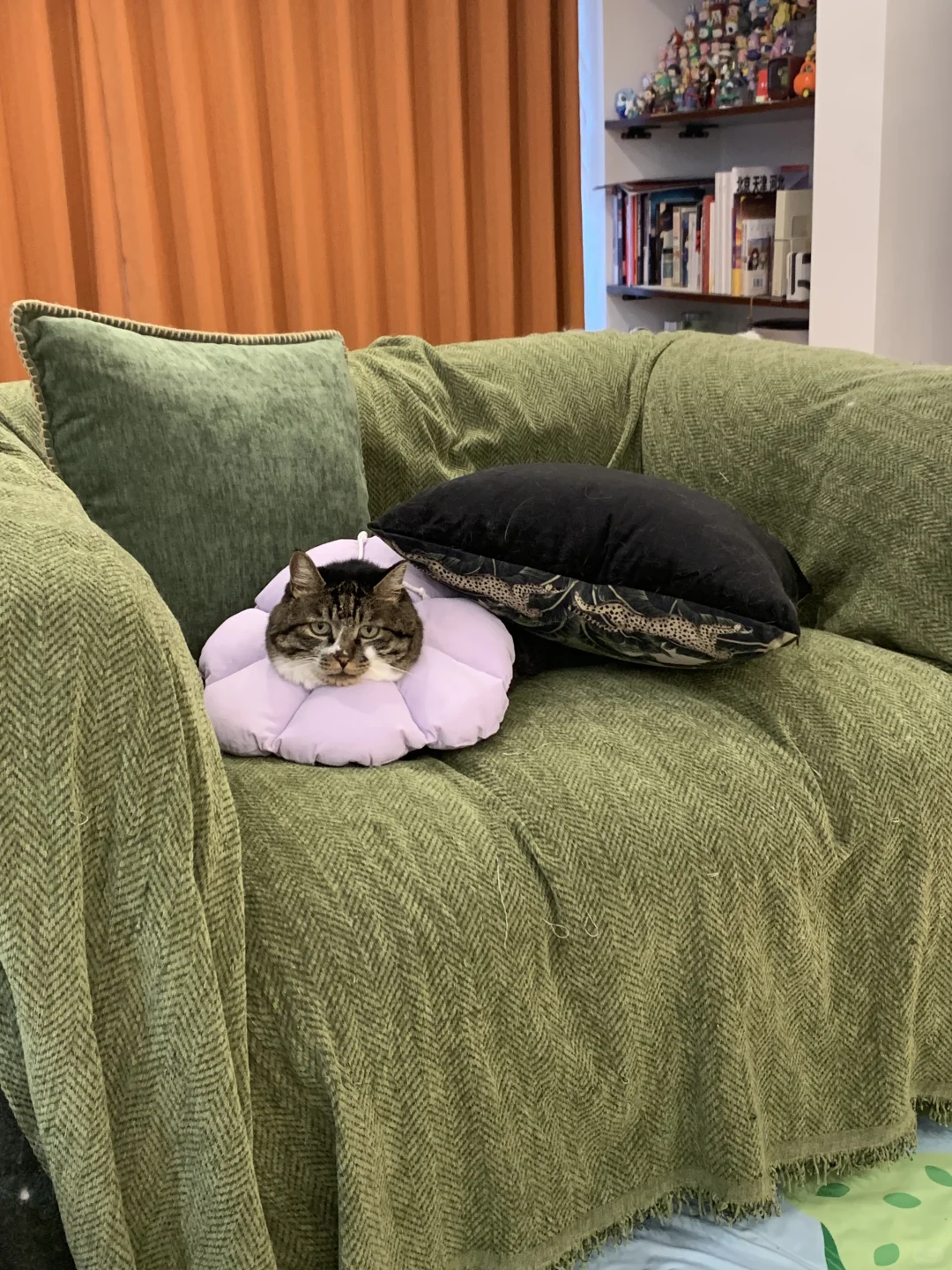 戴上伊丽莎白圈就会失去梦想……