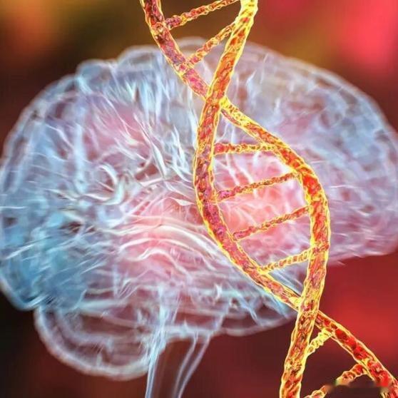 当GRIN2A发生“无效变异”（Null variants）——也就是这个基因彻