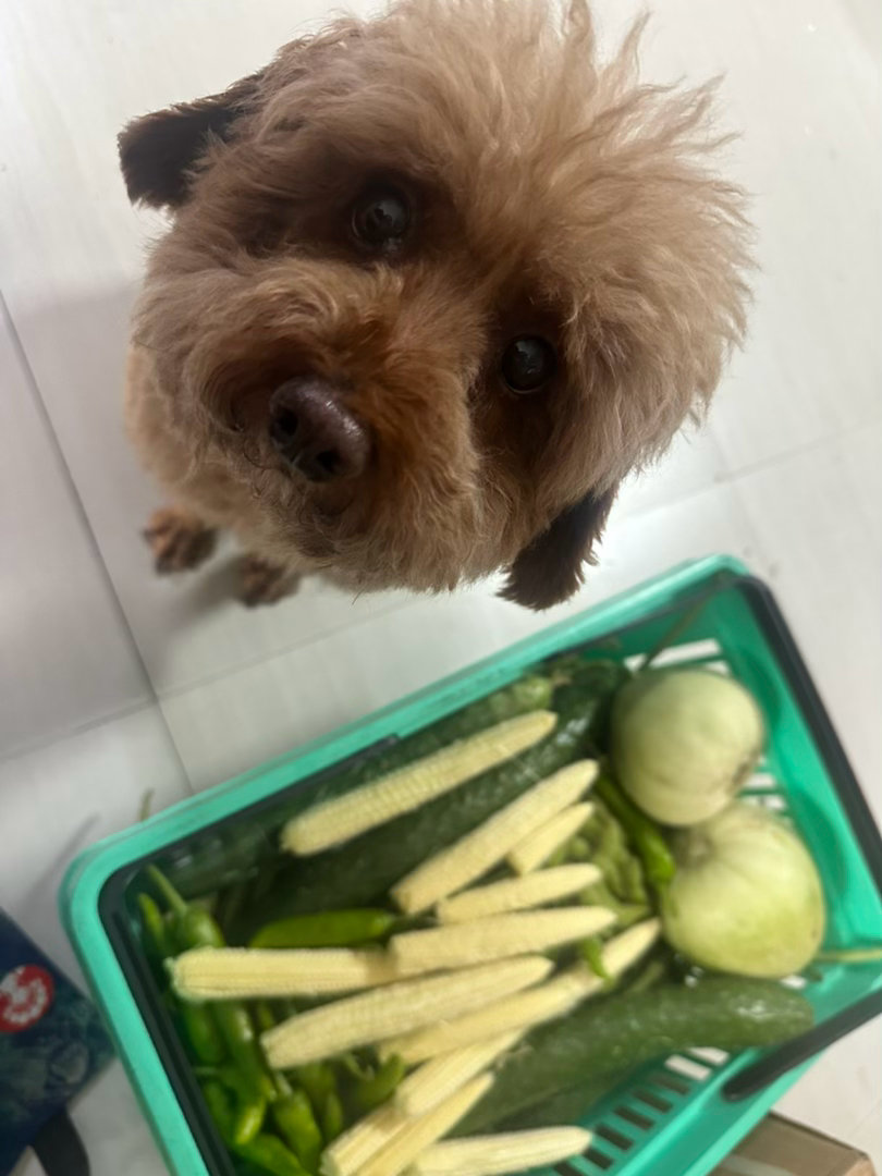我妈的哥种地 我妈的姐摘菜 又要吃毛豆