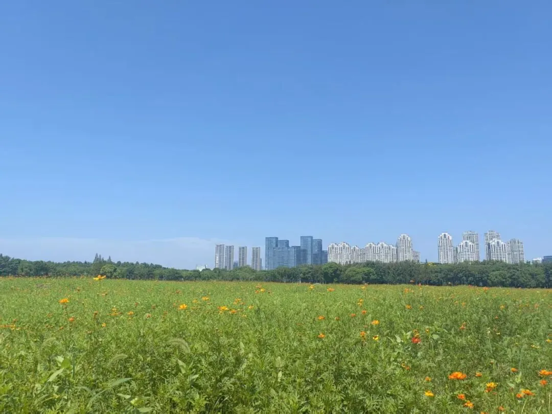 确认！上海外国语大学 要在无锡…