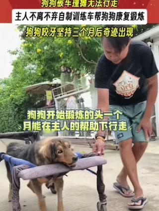 狗狗被车撞瘫痪，四肢不能行走，就在它以为自己肯定会被抛弃时，主人把它抱回了家。