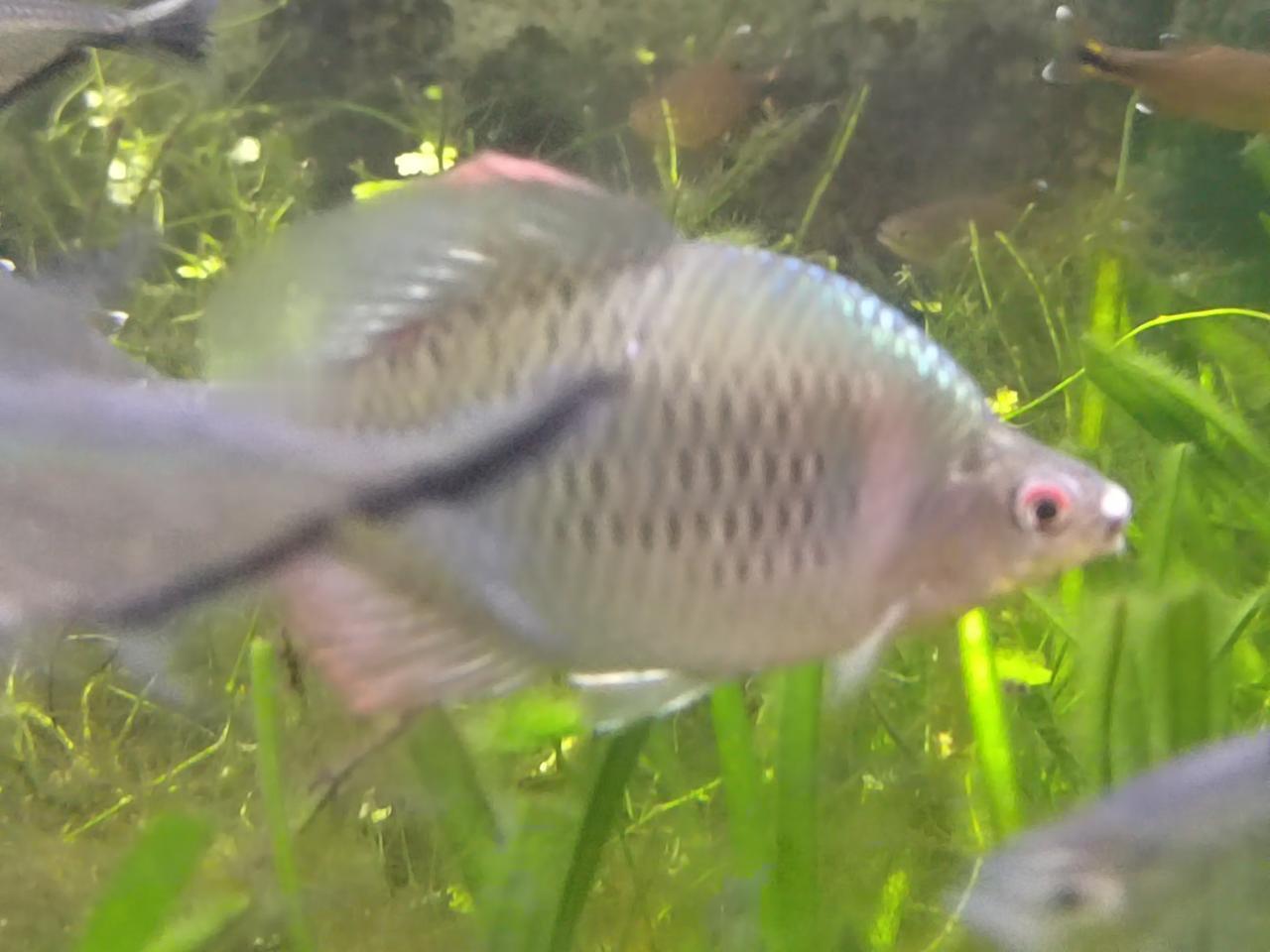 没想到眼明泉竟然有这种高体鳑鲏，翅红体蓝，很漂亮！今后鱼缸里就养它了！
