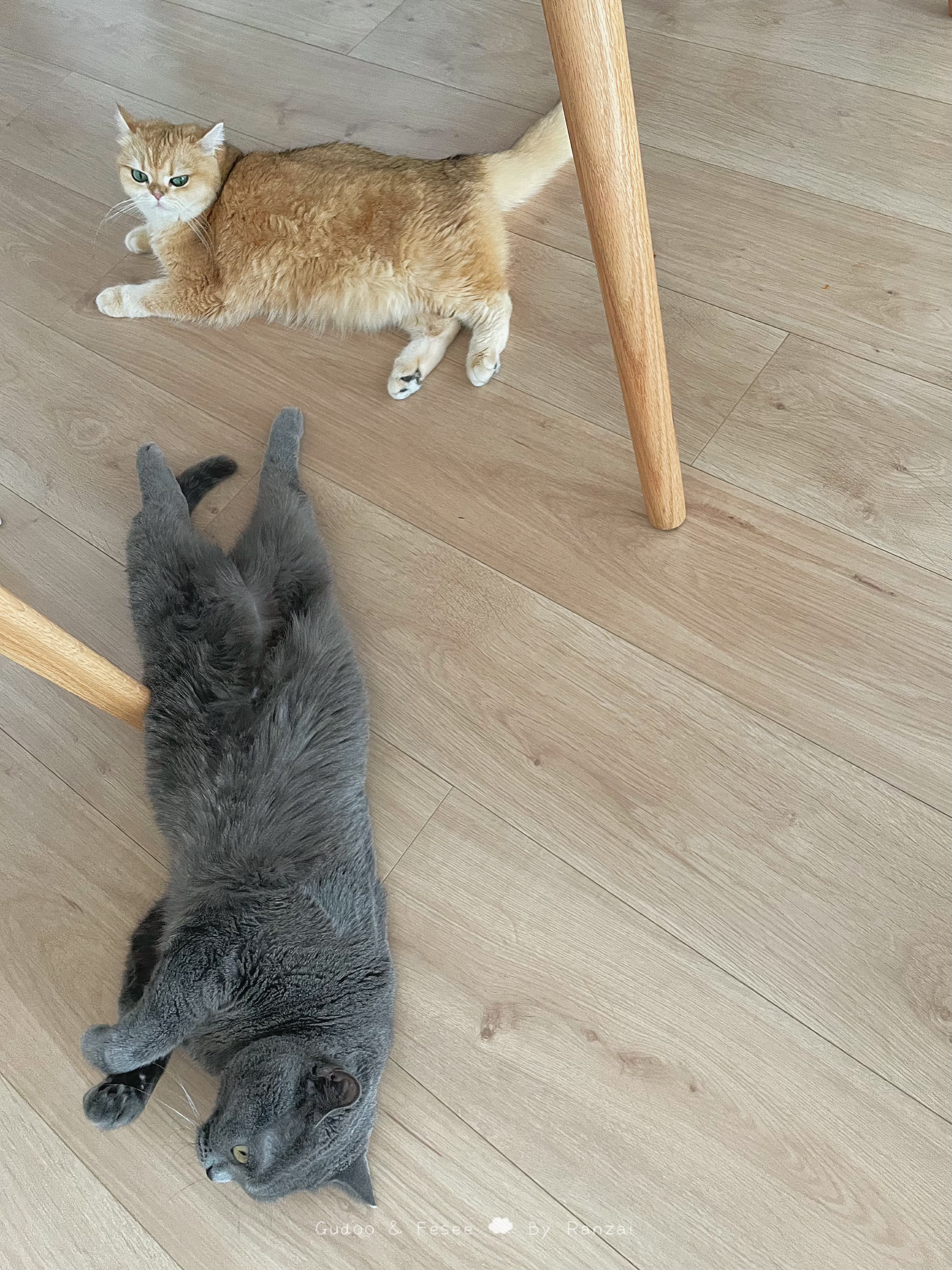 回来就看到两只摆烂猪猪[开学季]#菇冬怎么肥四[超话]##夏日萌宠清凉趴# ​​