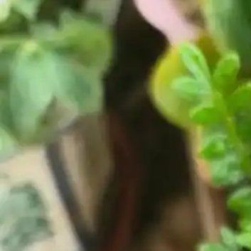 种植 🍃胡椒木的种植方法1.光照和温度（1）光照需求：胡椒木喜欢充足的光照，这