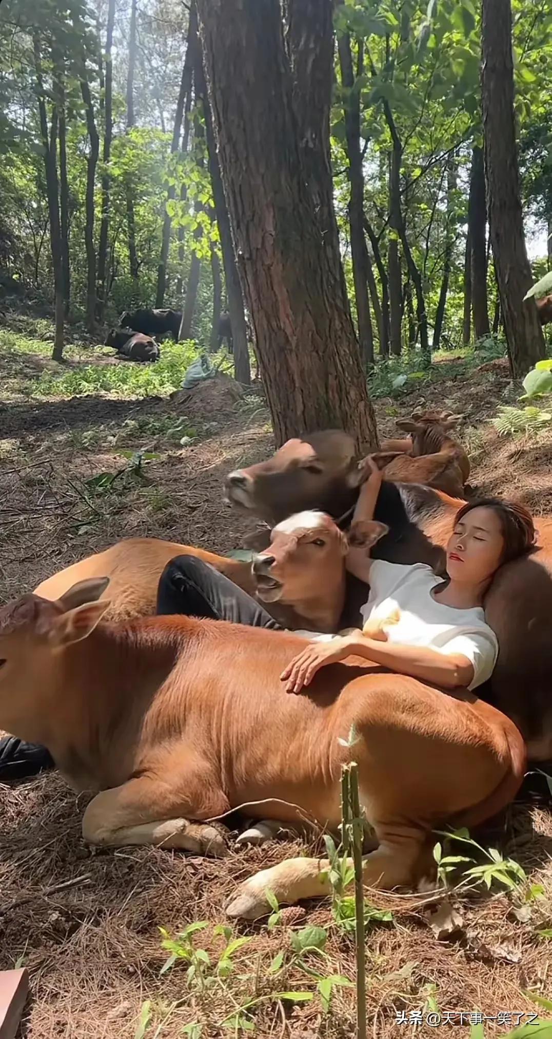 最近牛肉价格下跌，让肉牛养殖户一片哀声叹气。按说，时近春节，牛肉正是畅销时期，为