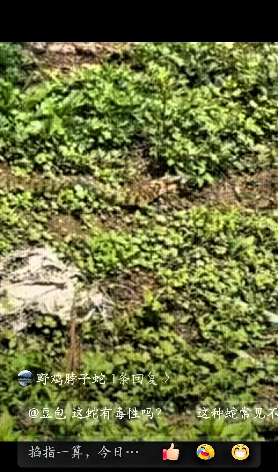 近日，福建龙岩，一位村民去后山察看自家果树时，没成想，竟然在杂草丛中意外发现了一