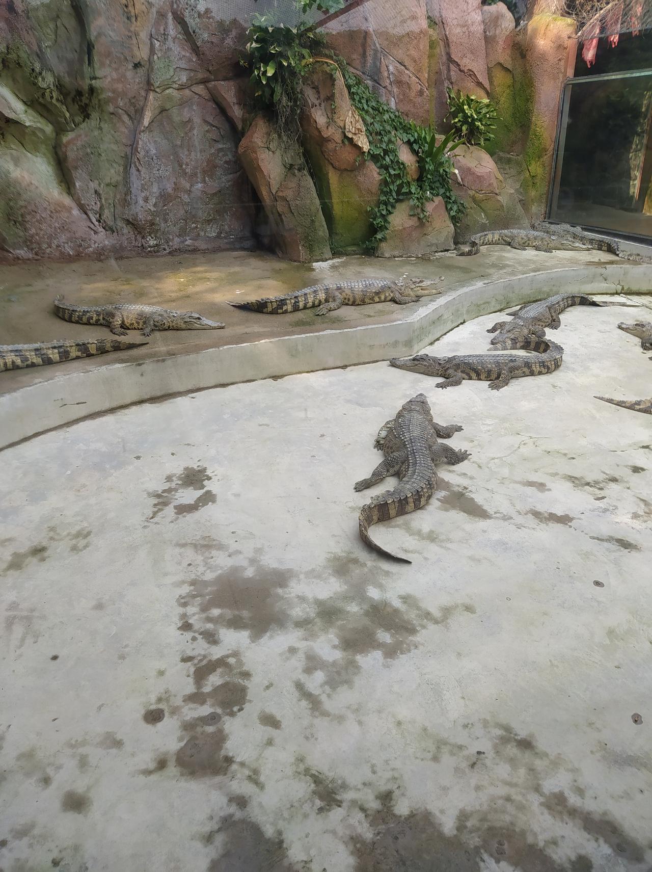 晒图笔记大赛我居然看到了鳄鱼。另外两张是什么动物？