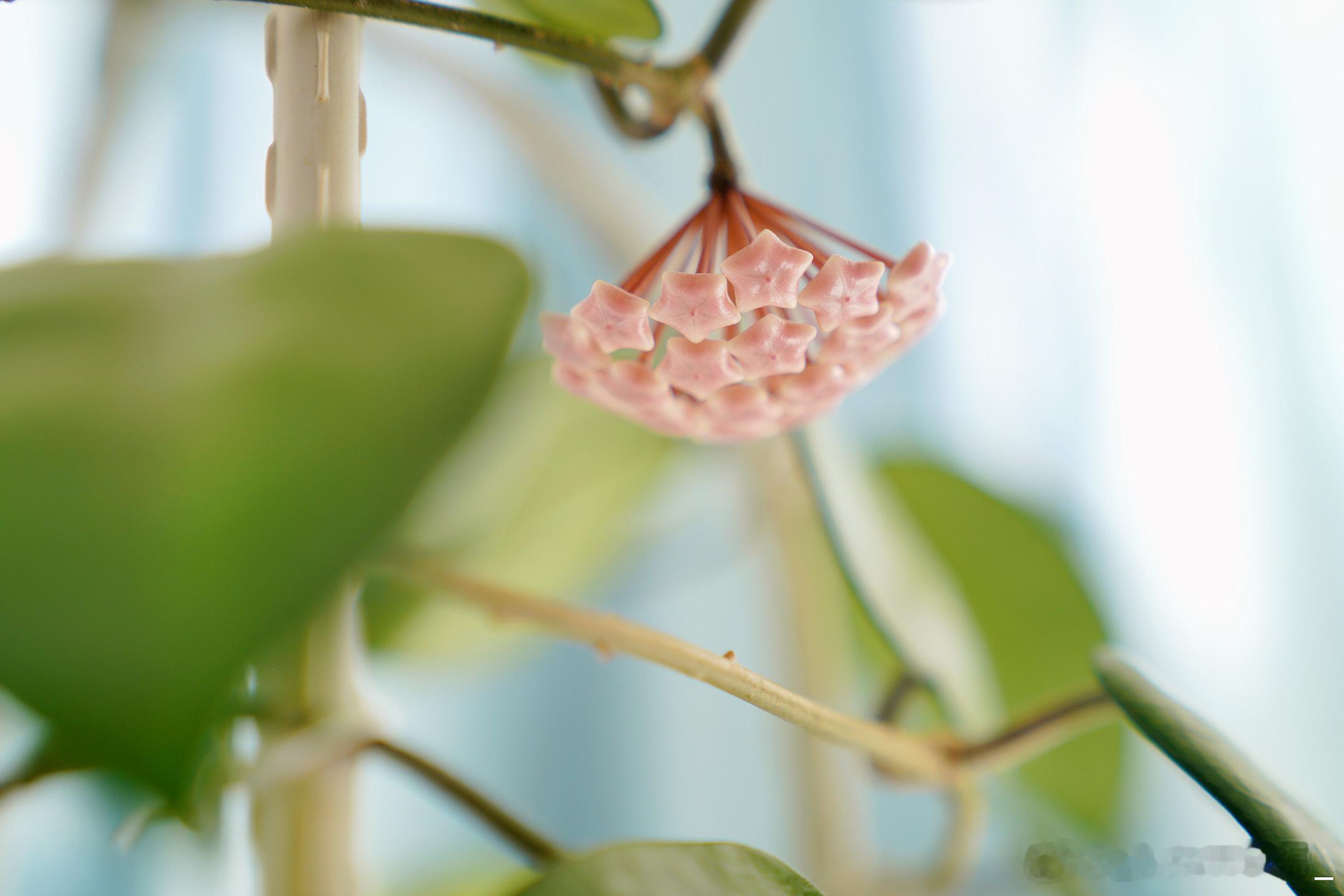 球兰开花了~ 