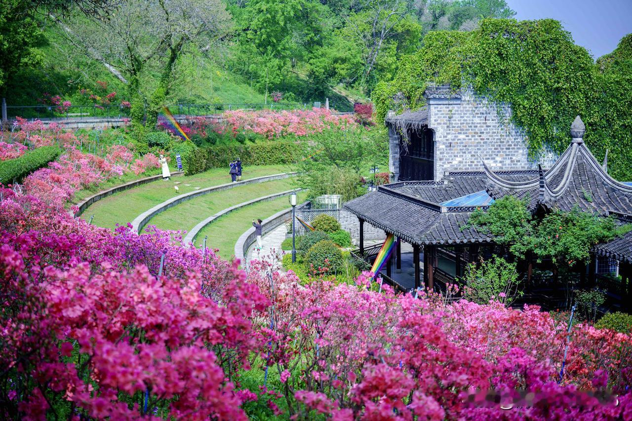 杜鹃漫坡  染尽门东春色

        老门东的春日盛景，当属漫坡的杜鹃。远