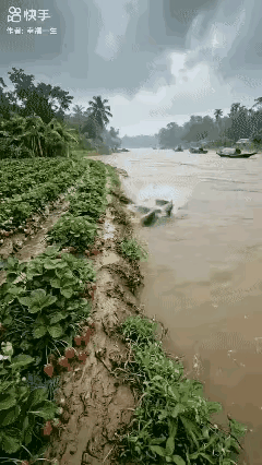 我说现在的草莓怎么这么贵呢