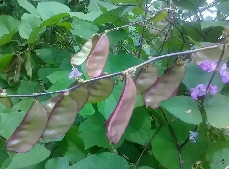 你的家乡有这种豆角菜吗
    坐标湖南怀化，这种豆角，我们叫“娥眉豆”，即可清