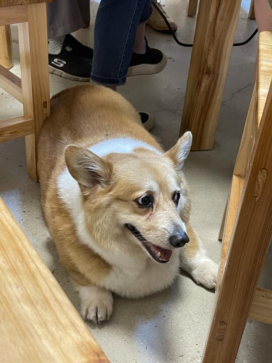 广东农庄里的小狗（猪）