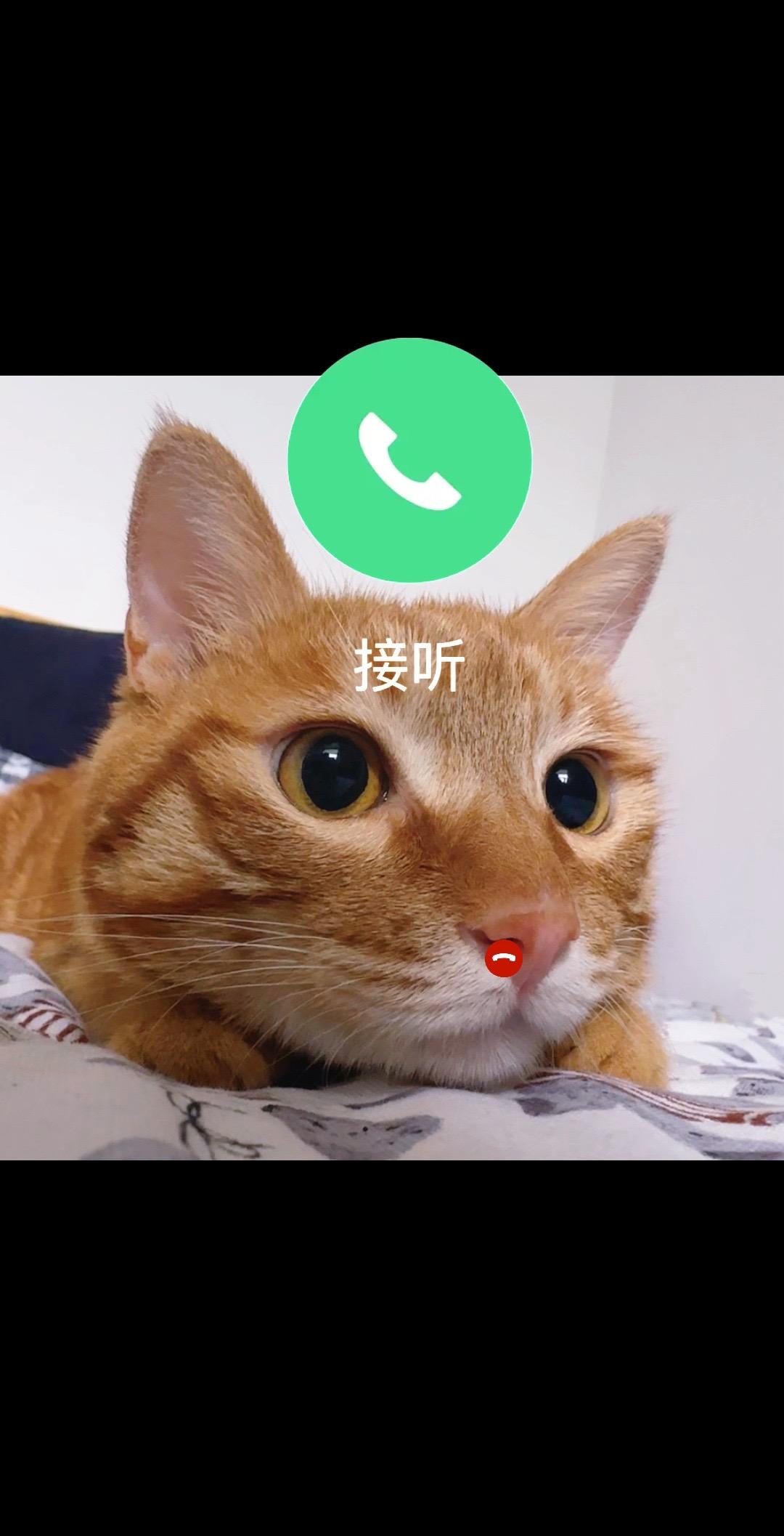 小猫来电