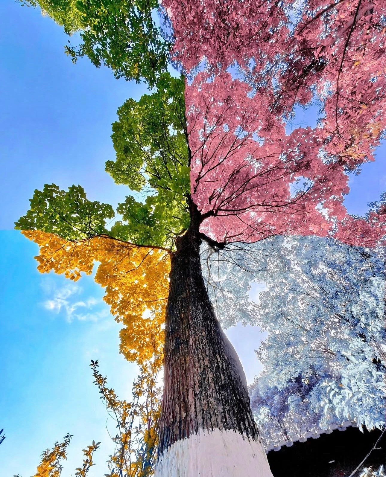 一张照片有四季❄️🍂🌳🌱 ​​​