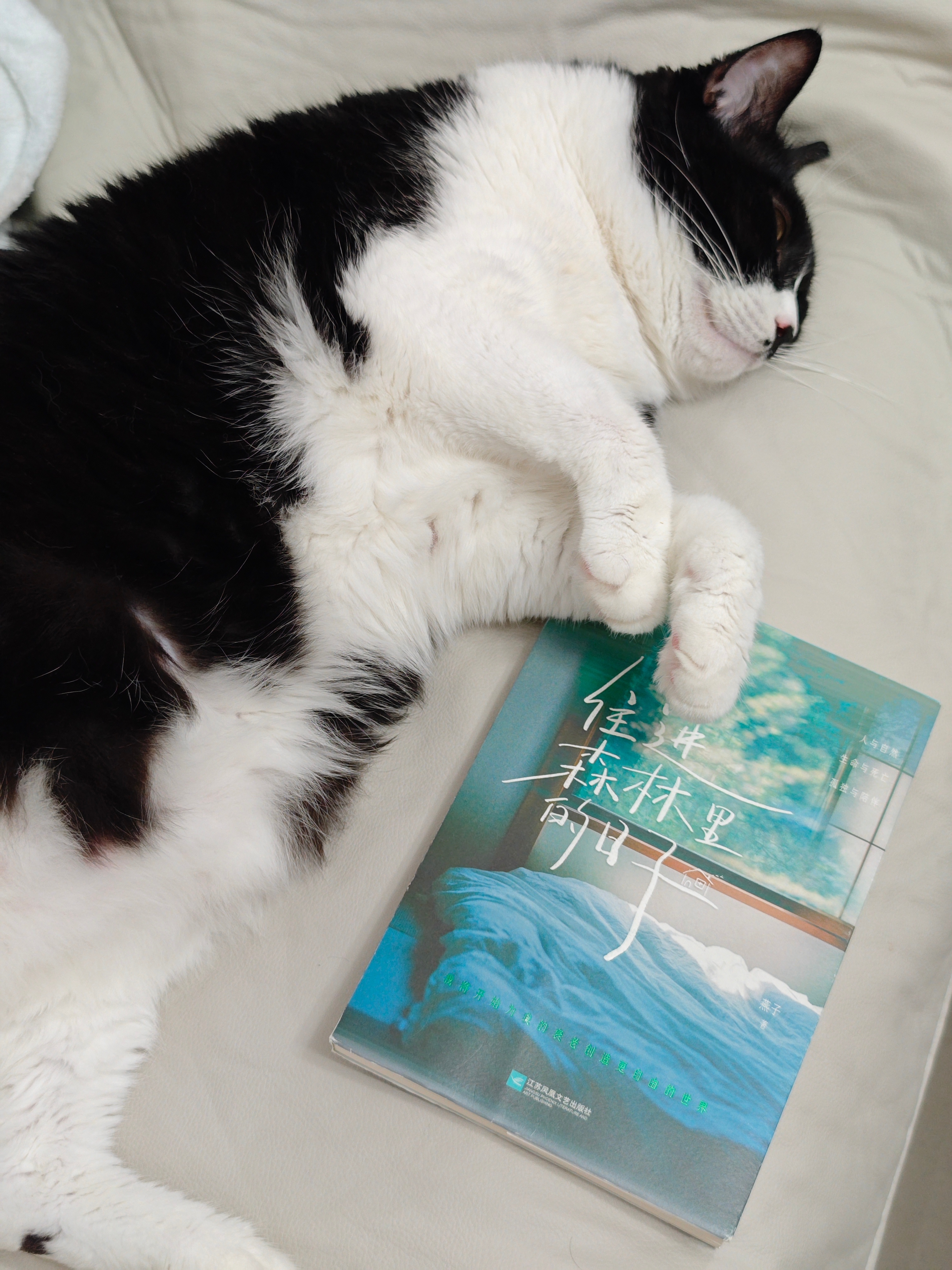 养猫人的幸福时刻 ​​​