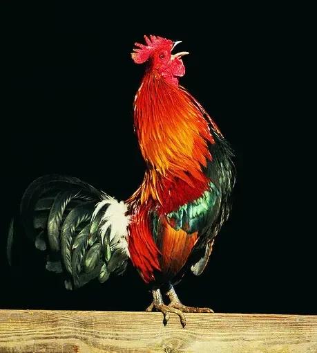 #支持以色列的都是些什么人#
更加智慧、理性、有自信的、能独立思考的、正直的中国