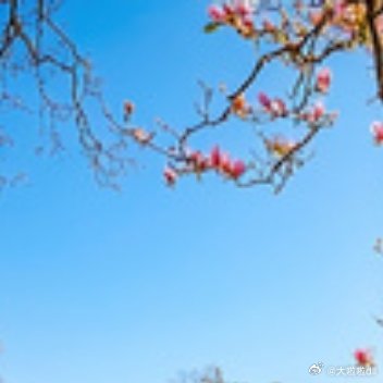 你每想念一次春天，枝头就攒了一朵花开(❁´◡`❁) 