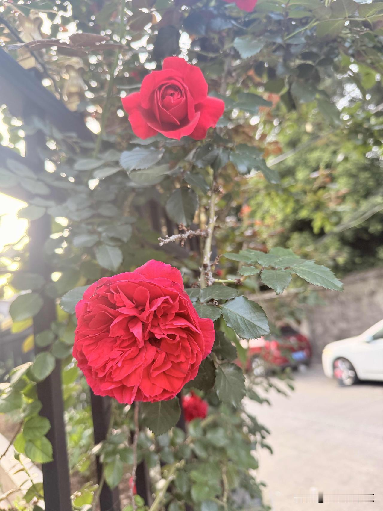 谁懂啊！楼下这棵藤本月季，今年开得太争气了！
一朵花苞像攥着小心思，一朵全开得轰