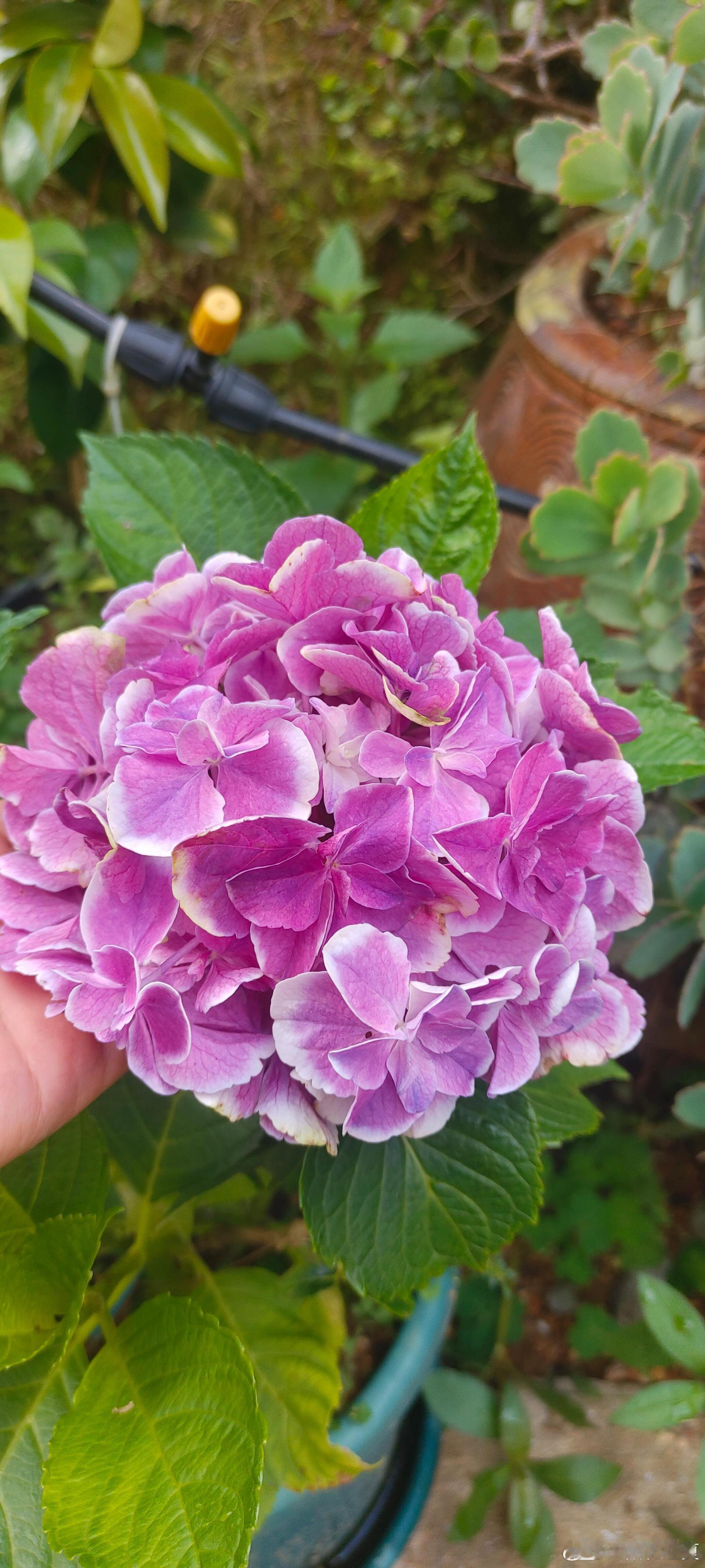 一丛绣球，揽住整个温柔初夏🌸寻美河南