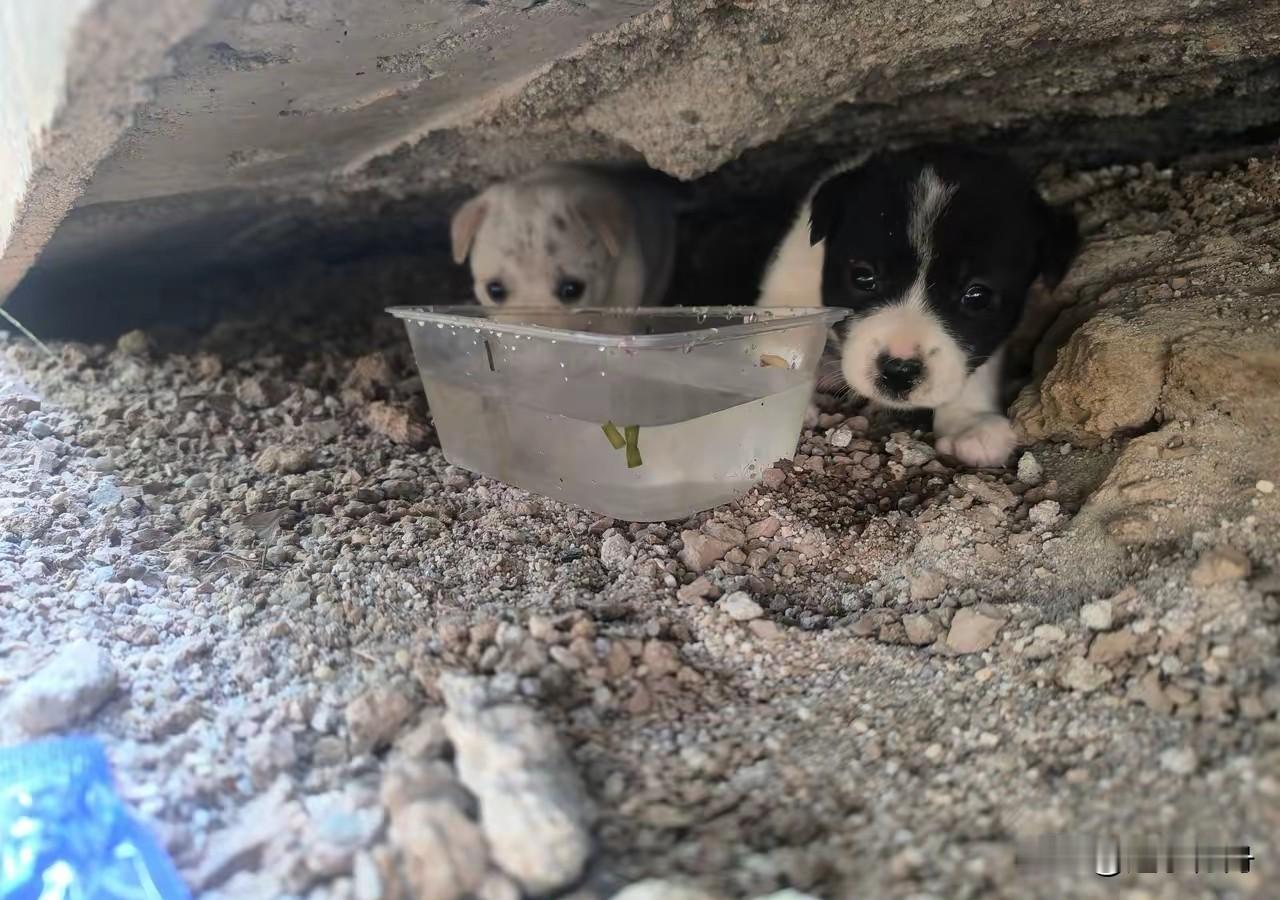 狗妈妈被狗贩子抓去卖给狗肉馆了，剩下几只小狗在窝里快饿死了。被发现的时候有几只已
