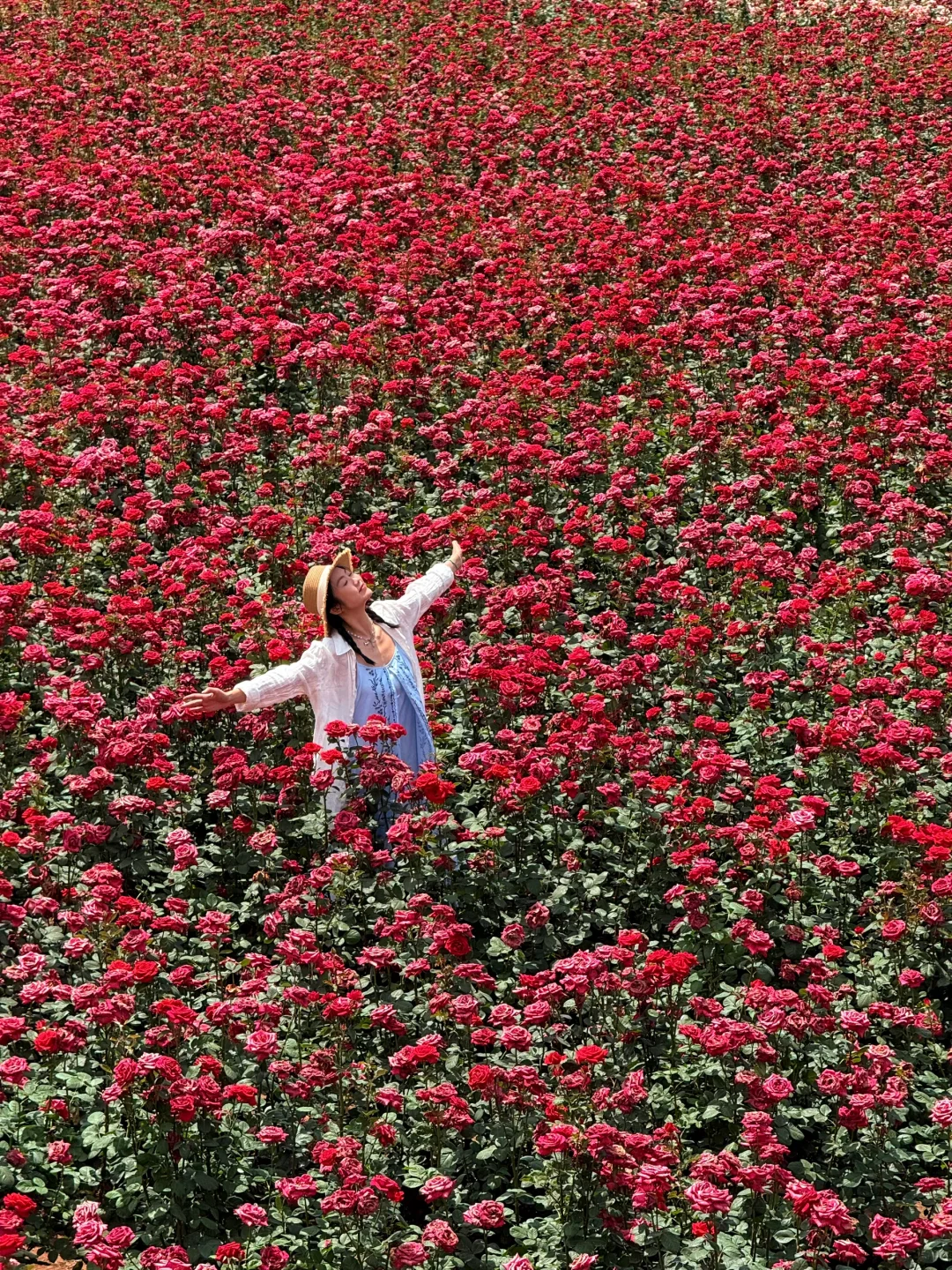 5.8实拍！！成都！巨浪漫的0r💰玫瑰花海……