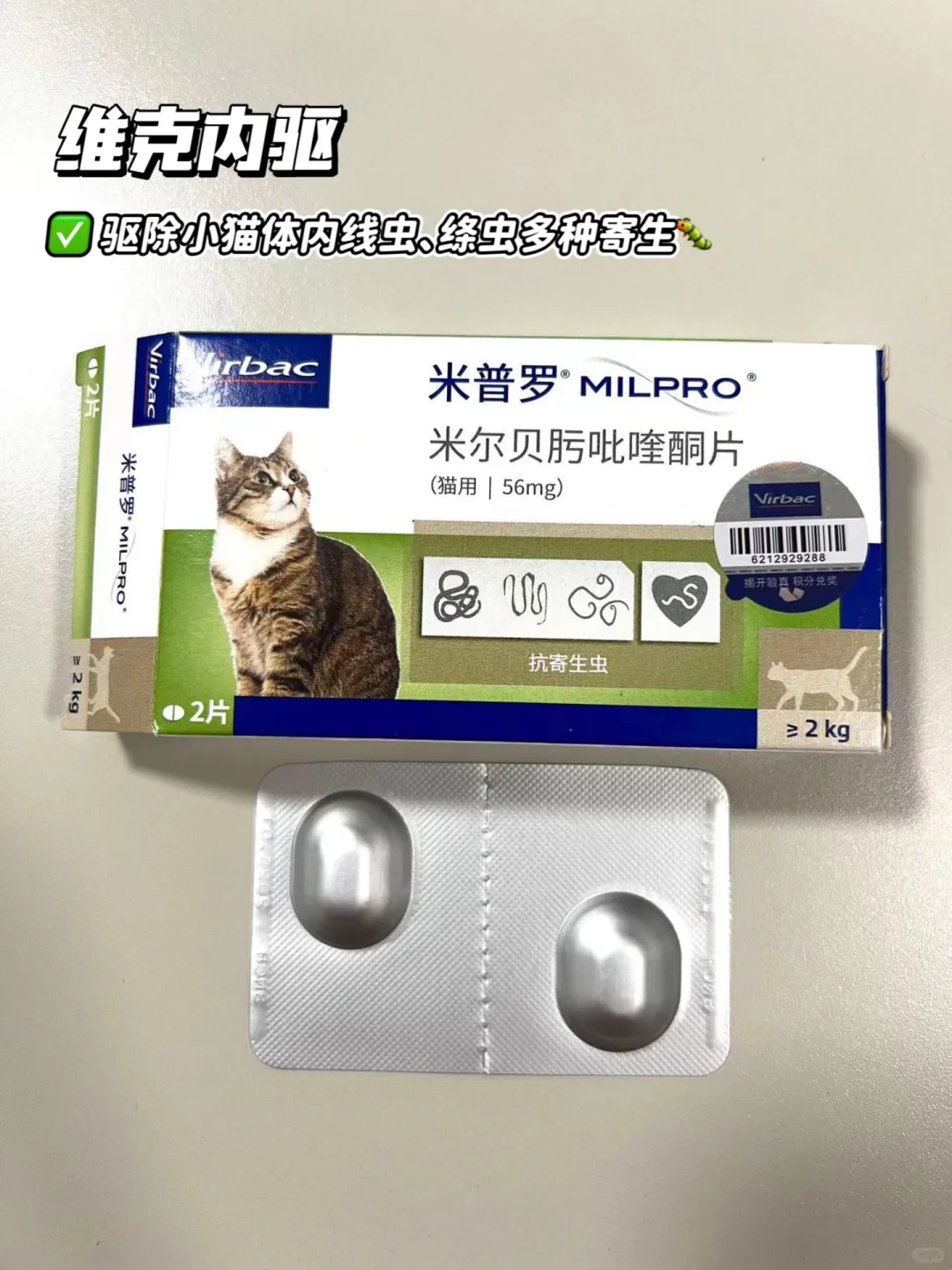 小猫驱虫药推荐|瓜瓜疑惑❓铲💩官要做什么