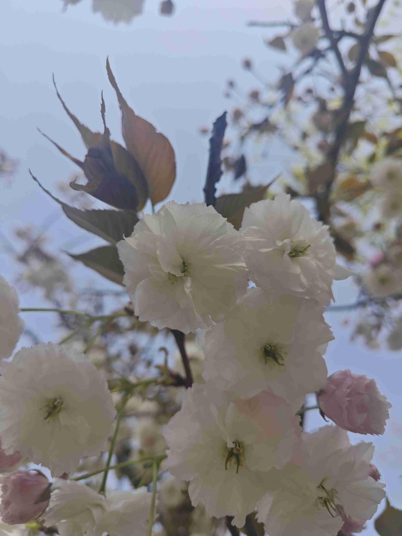 我的今日状态：🏝️旅行度假
我这里的天气：☀️晴天
旅行没有，度假是真，
在家