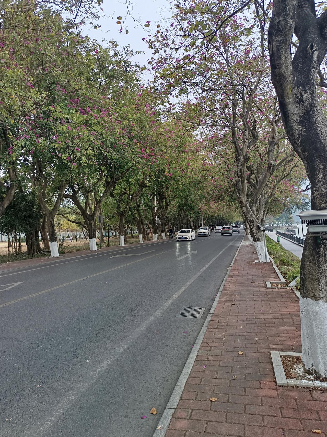 我终于知道
为什么肇庆七星岩5a级风景区没什么人来？
却依然能保持国家级别

